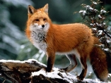 Лисиця, як і багато інших диких звірів.. - Київське обласне та по м. Києву  управління лісового та мисливського господарства
